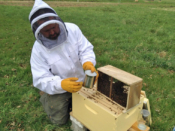 Photo of beekeeper attending a hive in protective gear.