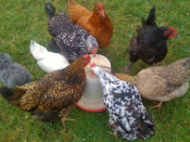 Photo of chickens eating from a feeder