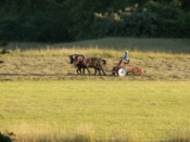 Photo of farmer using draft horses for harvesting hay