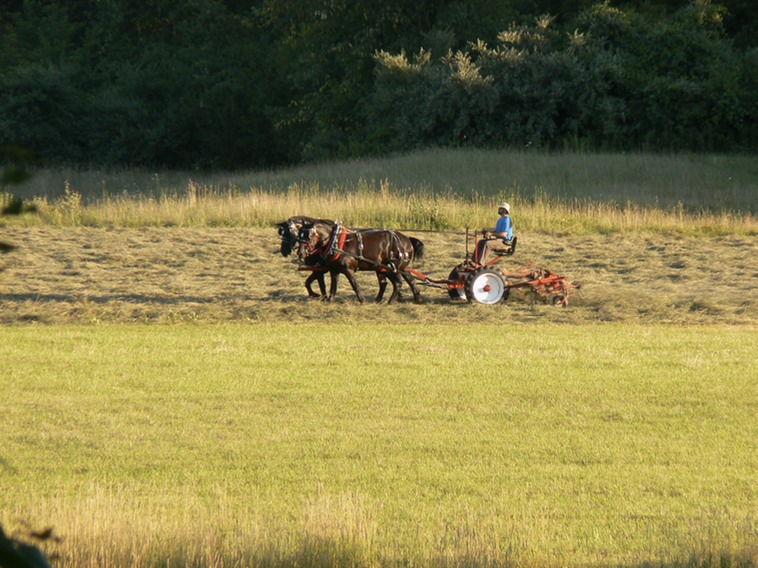 Amethyst Farm - Haying by Horse
