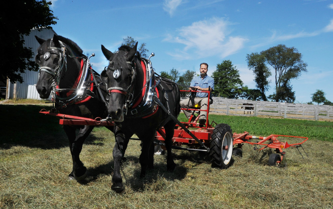 reining with a draft horse