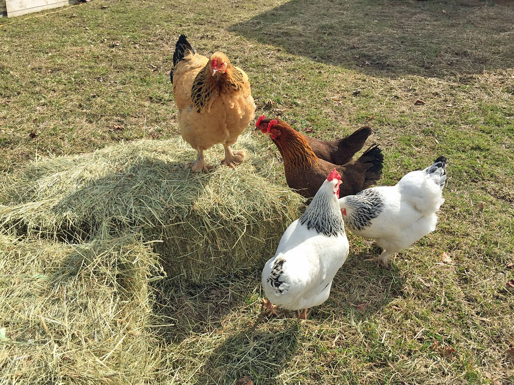 Chickens - King of the Bale