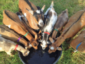 Photo of many goats drinking from a circular trough