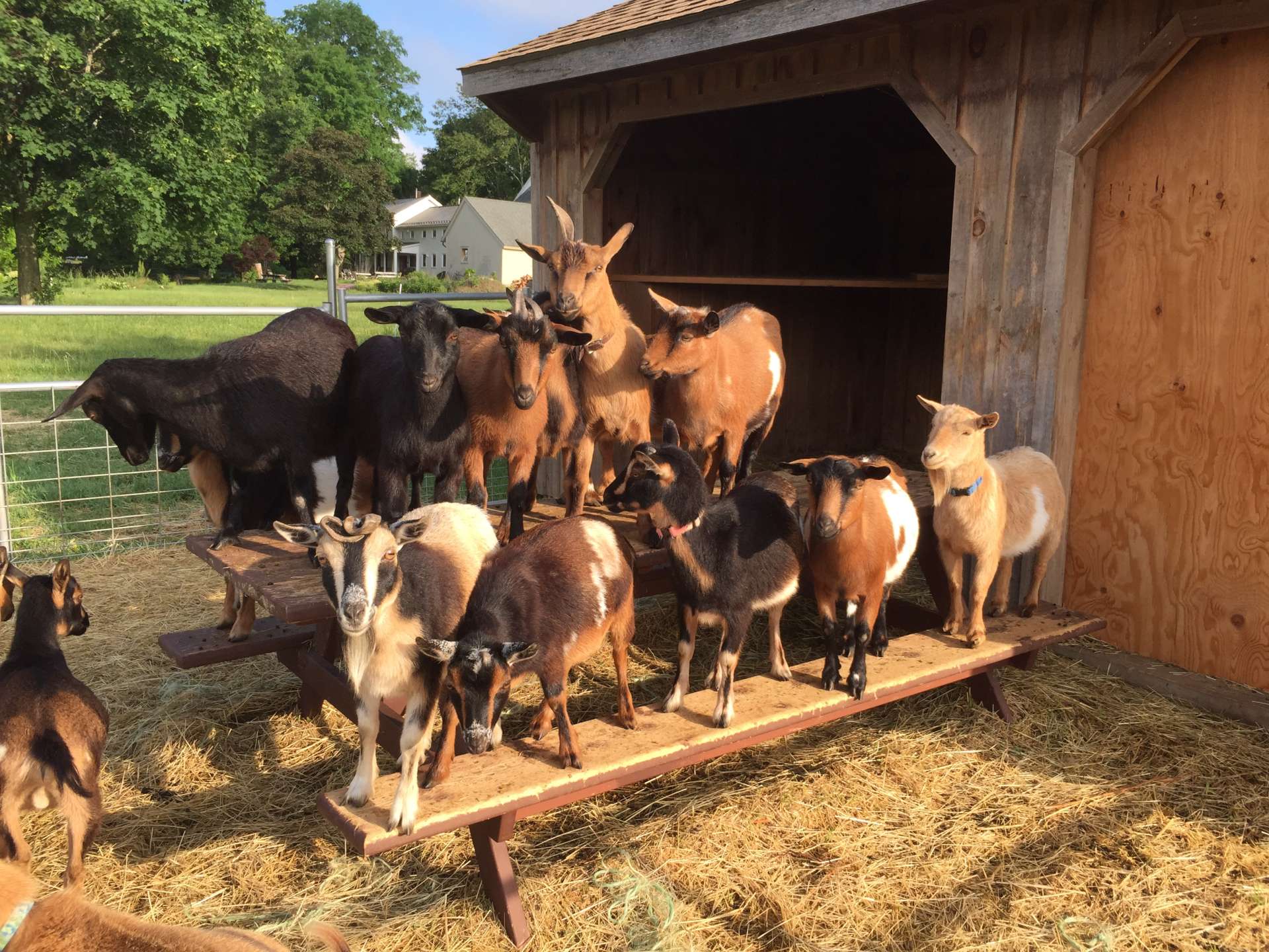 Goats on picnic table