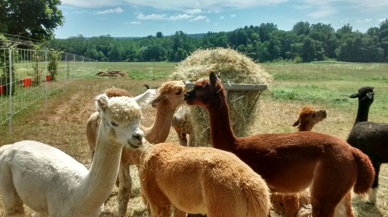 summer alpacas