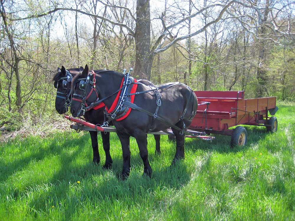 Photo of two draft horses hitched to a red wagon