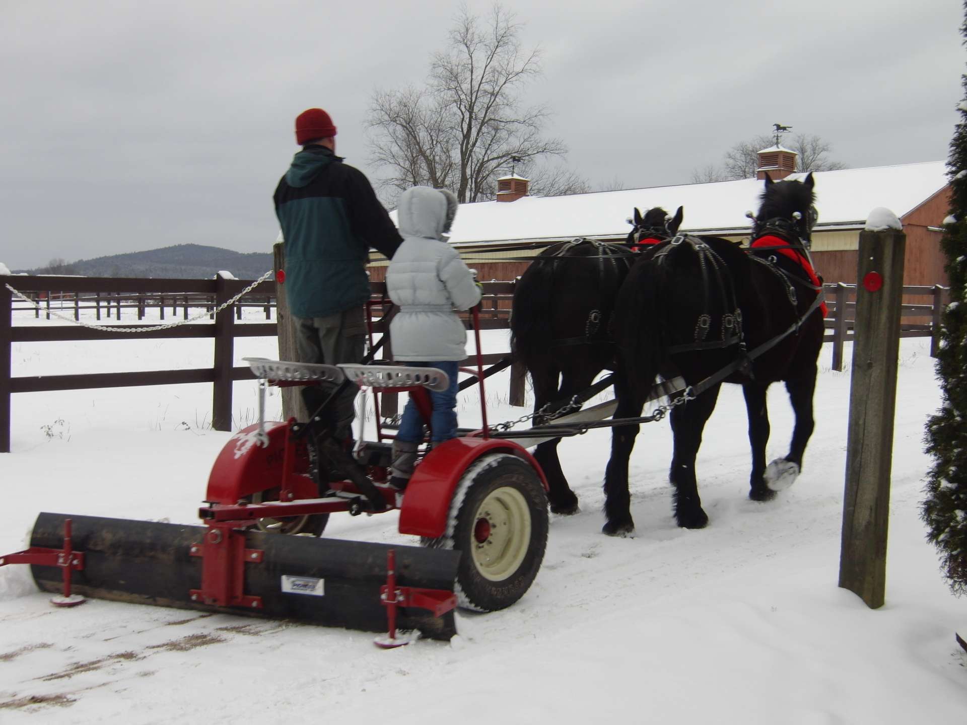 reining with a draft horse